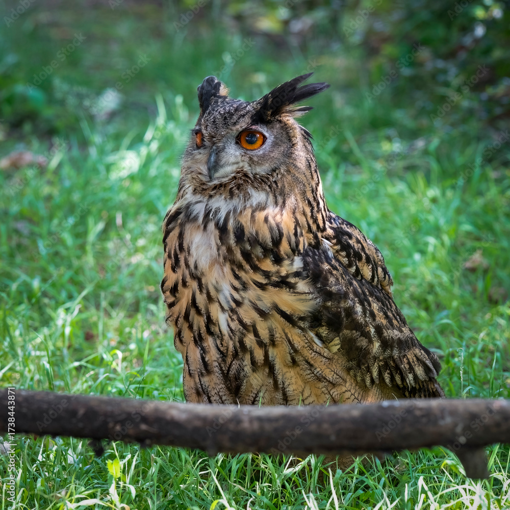 Fototapeta premium Eagle Owl Standing on Grass