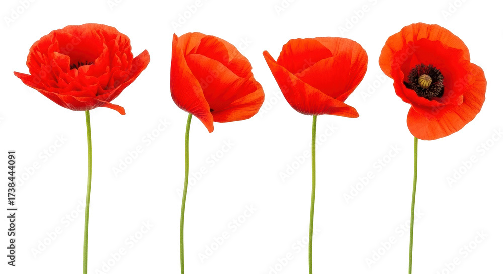 Obraz premium Isolated group of four red poppy flowers in full bloom, green stems, floral arrangement
