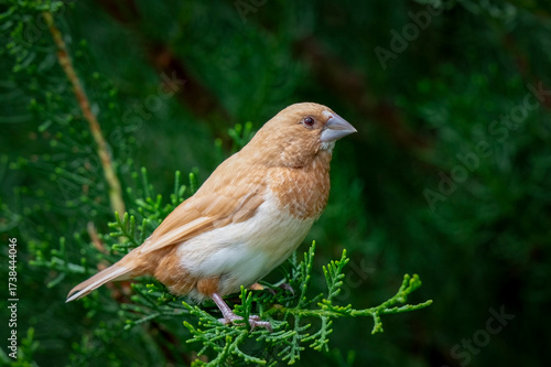Bengalese Finch Perched on a Branch