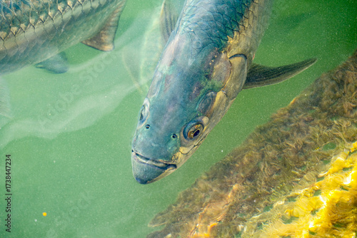 Close-up of of Tarpon Fish in Florida Keys. Underwater Shot. 