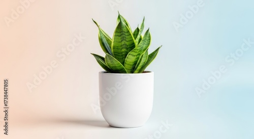 Closeup of a vibrant snake plant in a white pot, isolated on white background, showcasing its striking green leaves and architectural form against a gradient backdrop