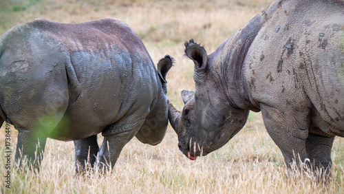 Mother Black Rhinoceros with Her Calf