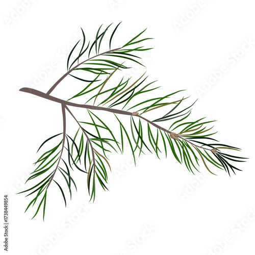 Pine branch with realistic needles of different colors. Vector illustration Botanical illustration