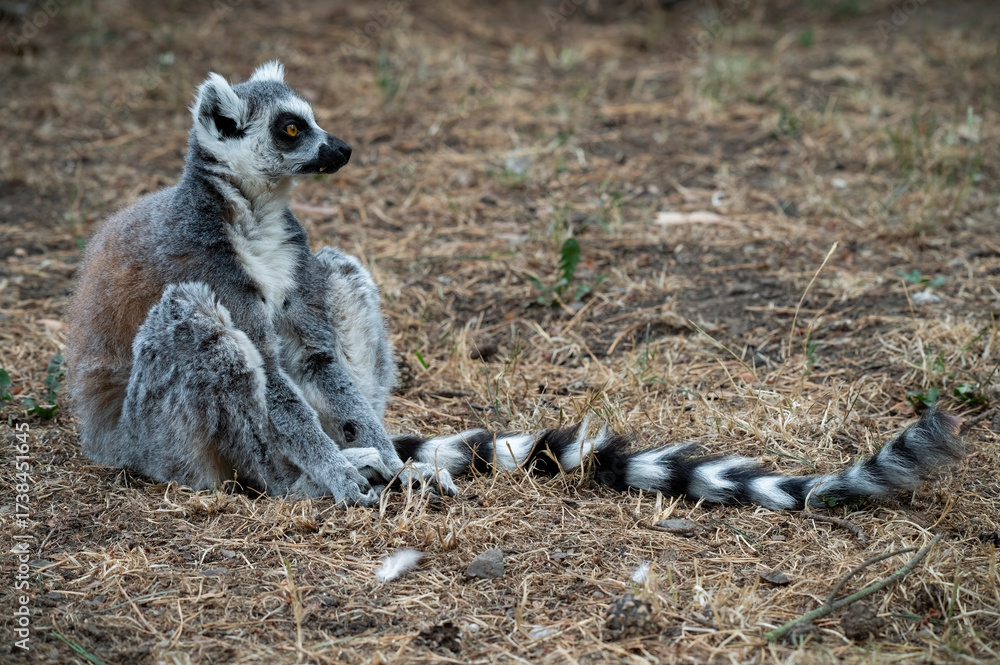 Obraz premium Ring-tailed Lemur Sitting on the Ground