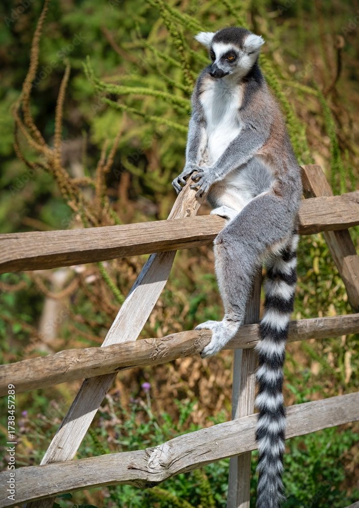 Obraz premium Ring-tailed Lemur Sitting on a Fence