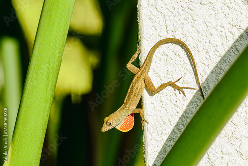 top view, medium distance of, a Brown Anoles lizard, climbing down white, concrete pillar,  in early morning sunlight