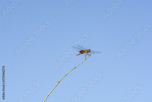 front view, far distance of, a Dragonfly, attached to a tree, leafless branch with a tropical, blue sky