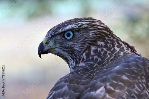 Close-up portrait of hawk with sharp beak and striking blue eye, showcasing detailed feathers and intense gaze in natural light