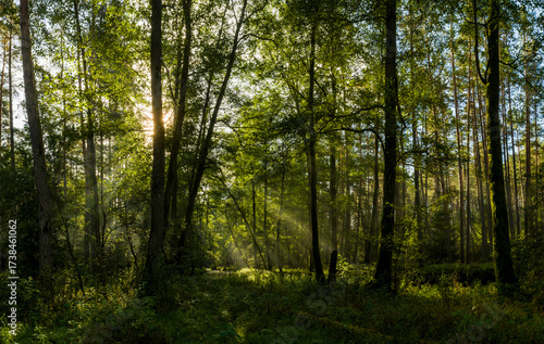 Fototapeta Naklejka Na Ścianę i Meble -  Las o poranku 2025