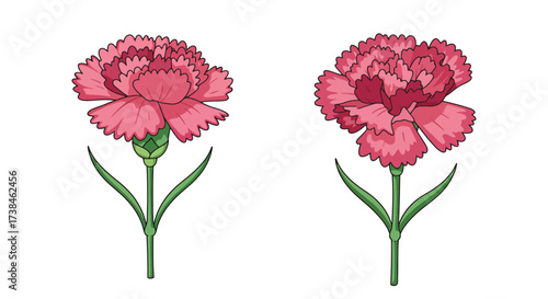 Delicate pink carnation flowers with green stems and leaves illustration