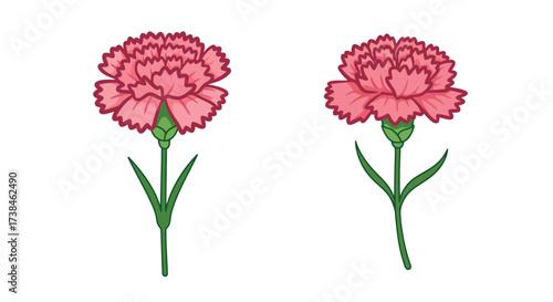 Two pink carnation flowers with green stems and leaves illustration