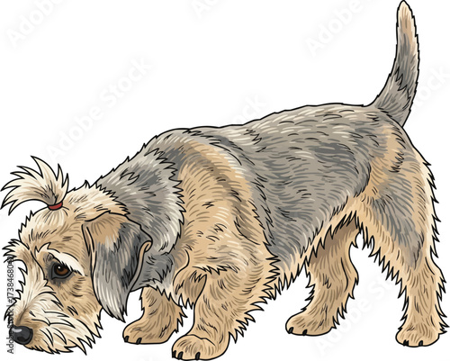 Dandie Dinmont Terrier dog sniffing ground vector illustration