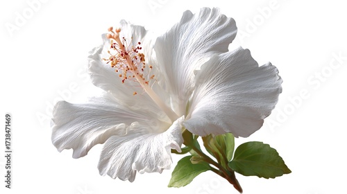 white flower isolated on white