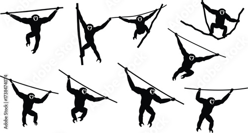 Silhouette illustration of monkeys swinging on tree branches, wild animal primates hanging and climbing in jungle forest, vector wildlife design