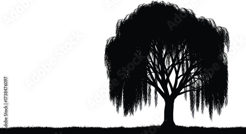 Silhouette of a weeping willow tree against a white background.