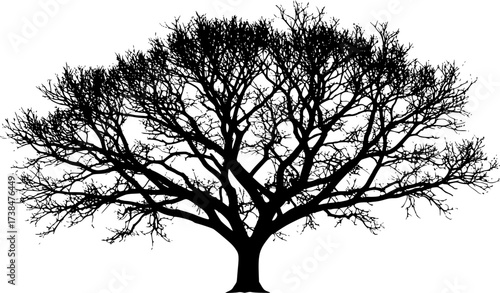 Detailed black silhouette of a bare deciduous tree with intricate branches isolated on white background silhouette
