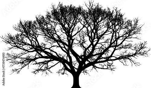 Detailed black silhouette of a bare deciduous tree with intricate branches isolated on white background silhouette
