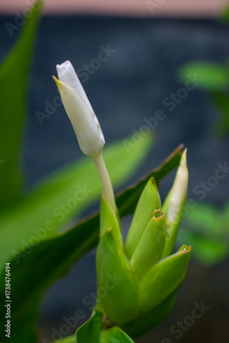 White flower with black background