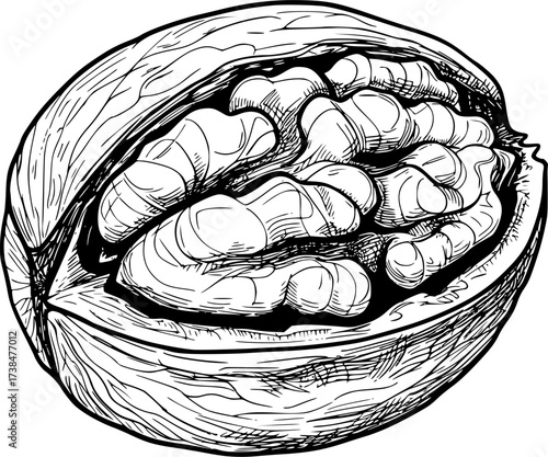 Black and white line drawing of a whole walnut with detailed texture isolated on white background silhouette