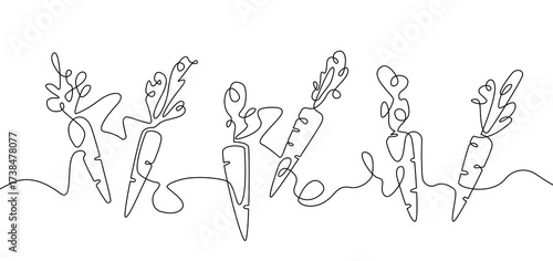Carrots. Continuous line drawing art isolated  on a white background. Vector illustration.
