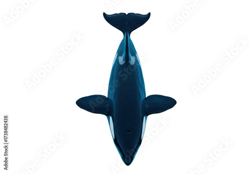 Orca whale PNG isolated on transparent background, killer whale top view for marine life and ocean conservation