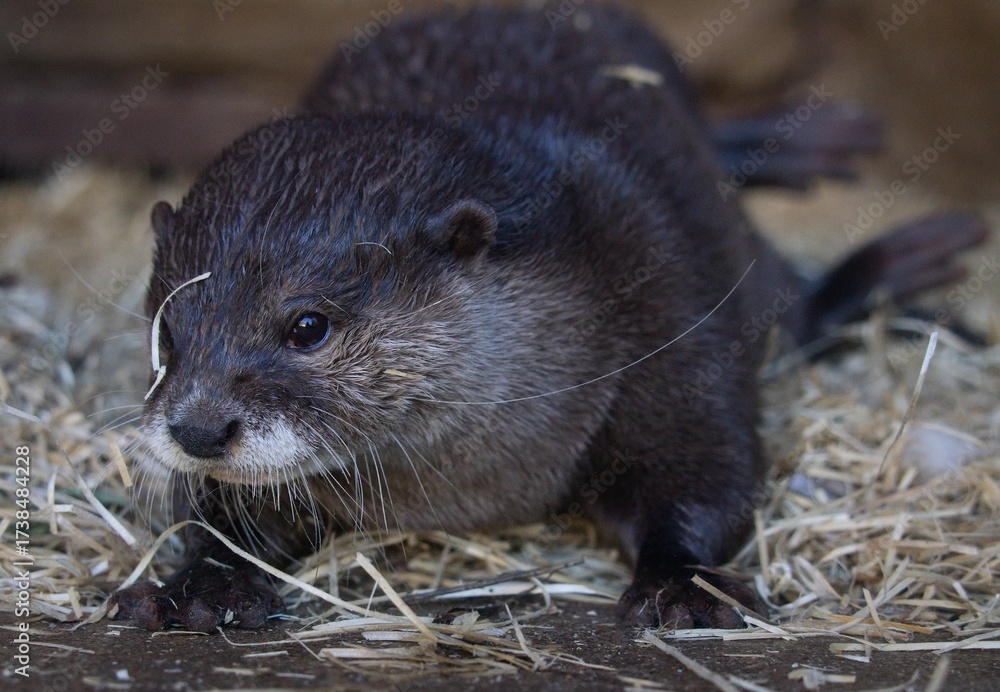 Fototapeta premium Asian small-clawed otter
