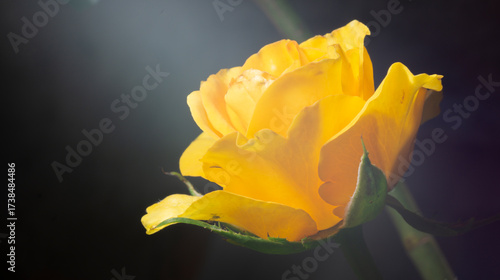 Uma bela e singela flor chamada rosa. A beleza da natureza. Bela flor. Bela rosa.