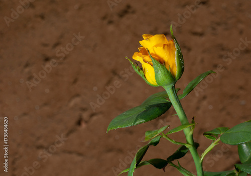 Uma bela e singela flor chamada rosa. A beleza da natureza. Bela flor. Bela rosa.