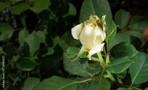 Uma bela e singela flor chamada rosa. A beleza da natureza. Bela flor. Bela rosa.