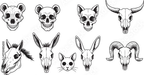 Skull illustration set, human and animal bones, vector drawing, anatomy study, black and white, comparative design, stylized skulls, educational, artistic