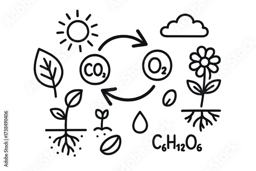 Photosynthesis Elements Doodle. Hand-drawn doodle illustration Carbon dioxide and oxygen exchange carbon dioxide symbol, oxygen bubble, leaf, arrow, sun,