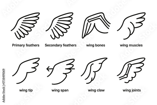 Wing Anatomy Icons. Outline icon set of wing anatomy: primary feathers, secondary feathers, wing bones, wing muscles, wing tip, wing span, wing claw, wing