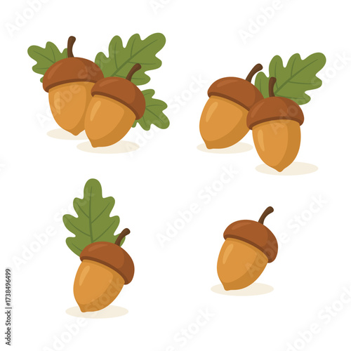 Autumn acorn collection with oak leaves in vector style