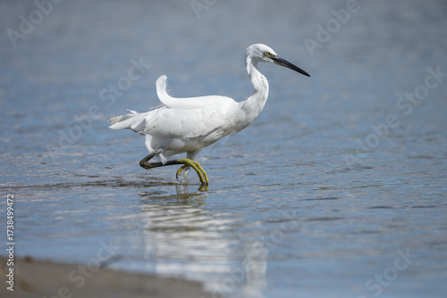 The little egret