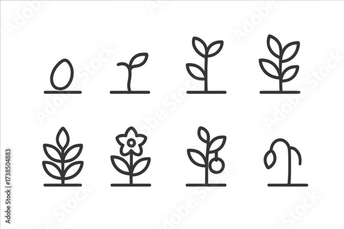 Botanical Growth Icons. Outline icon set of botanical plant growth stages: seed, sprout, seedling, young plant, mature plant, flowering, fruiting, wilting.