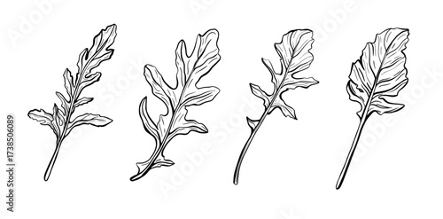 Set of Italian herbs-arugula isolated on a white background. Rucolla - fragrant, delicious greens.Italian herbs. Stock Vector illustration in Doodle style