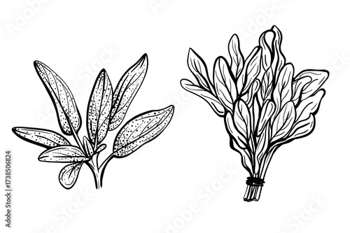 Sage leaves isolated on a white background. Sage is a fragrant spice with a pronounced taste. Spicy fragrant spice. hand drawn Vector illustration Sage