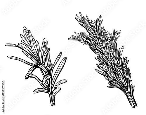 thyme isolated on a white background. A branch of sweet thyme. Herbes de Provence. Vector illustration of a spicy seasoning. Vector illustration