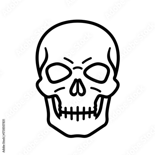Black and white linear drawing of skull anatomy illustration