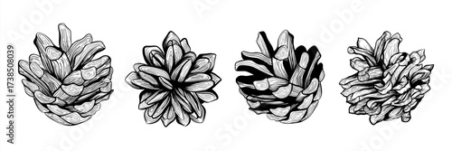 A set of pine cones. Design for Christmas, New Year. hand-drawn vector illustration