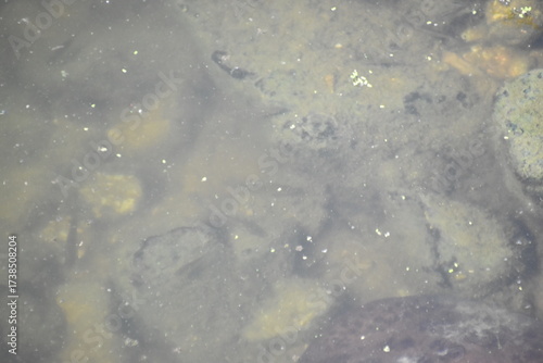 Shallow water in the swamp. 
