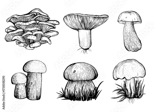  Collection of forest mushrooms isolated on a white background. Edible mushrooms - Russula, oyster mushroom, boletus, white mushroom. Hand drawn vector illustration. Vector illustration