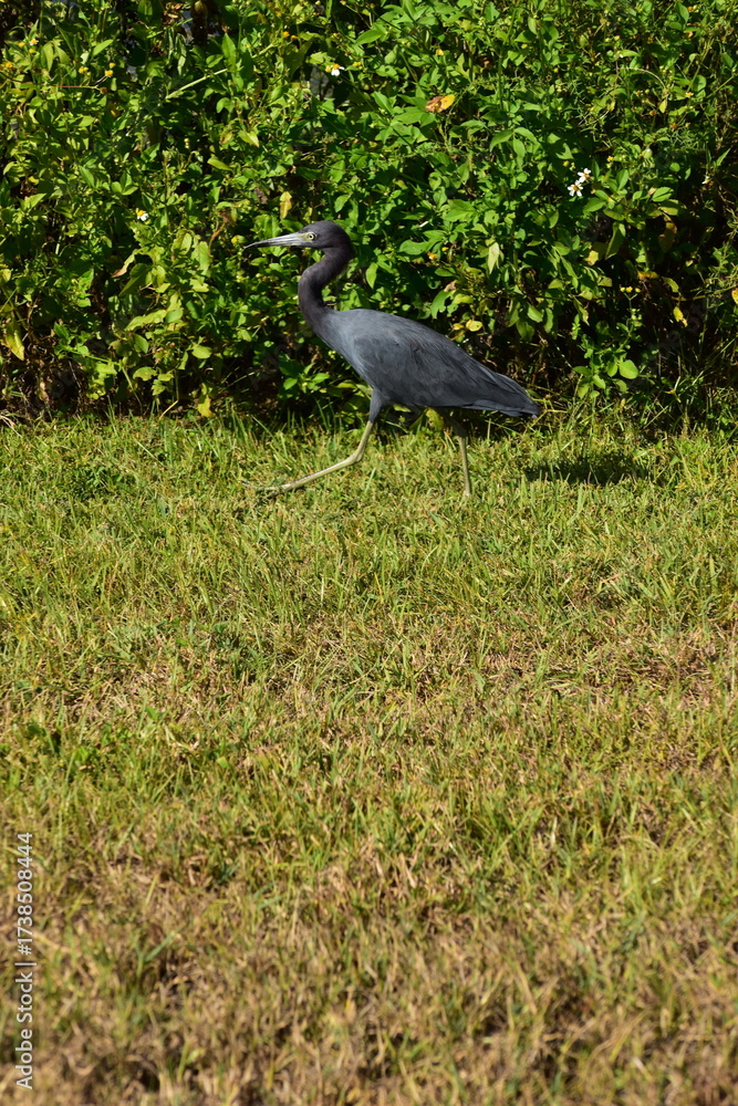 Fototapeta premium Tropical bird walking in the swamp.