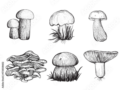 Set of forest mushrooms. Russula, chanterelles, boletus. Hand drawn vector illustration