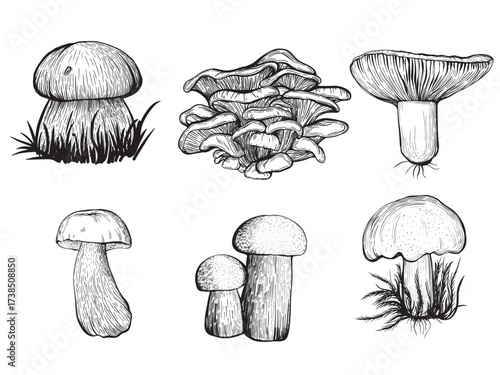 Set of forest mushrooms. Russula, chanterelles, boletus. Hand drawn vector illustration