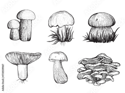 Set of forest mushrooms. Edible mushrooms , Russula, chanterelles, boletus. Hand drawn vector illustration