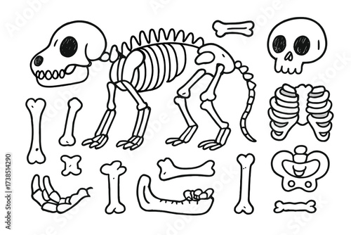 Cartoon Animal Skeleton. Hand-drawn doodle illustration animal skeleton skull, ribs, spine, pelvis, femur, scapula, jawbone, vertebrae, tibia, humerus, claws,