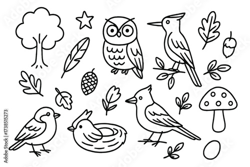 Woodland Birds Doodle. Hand-drawn doodle illustration Woodland birds owl, woodpecker, jay, sparrow, nest, feather, egg, branch, pinecone, acorn, leaf, tree,