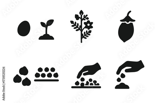 Chickpea Growth Stages Icons. Solid, filled icon set of chickpea plant stages: seed, sprout, flowering plant, chickpea pod, harvested chickpeas, drying