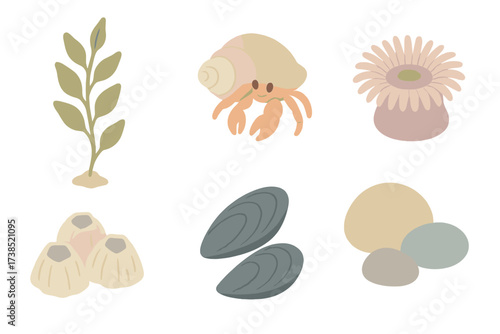 Tide Pool Creatures. Isometric vector illustration set Tide pool life: kelp strand, hermit crab, anemone, mussels, barnacles, tide